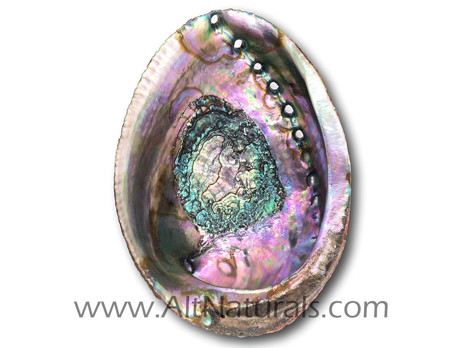 5"+ Hand-selected Premium Abalone Shell with 6" Wooden Cobra Stand