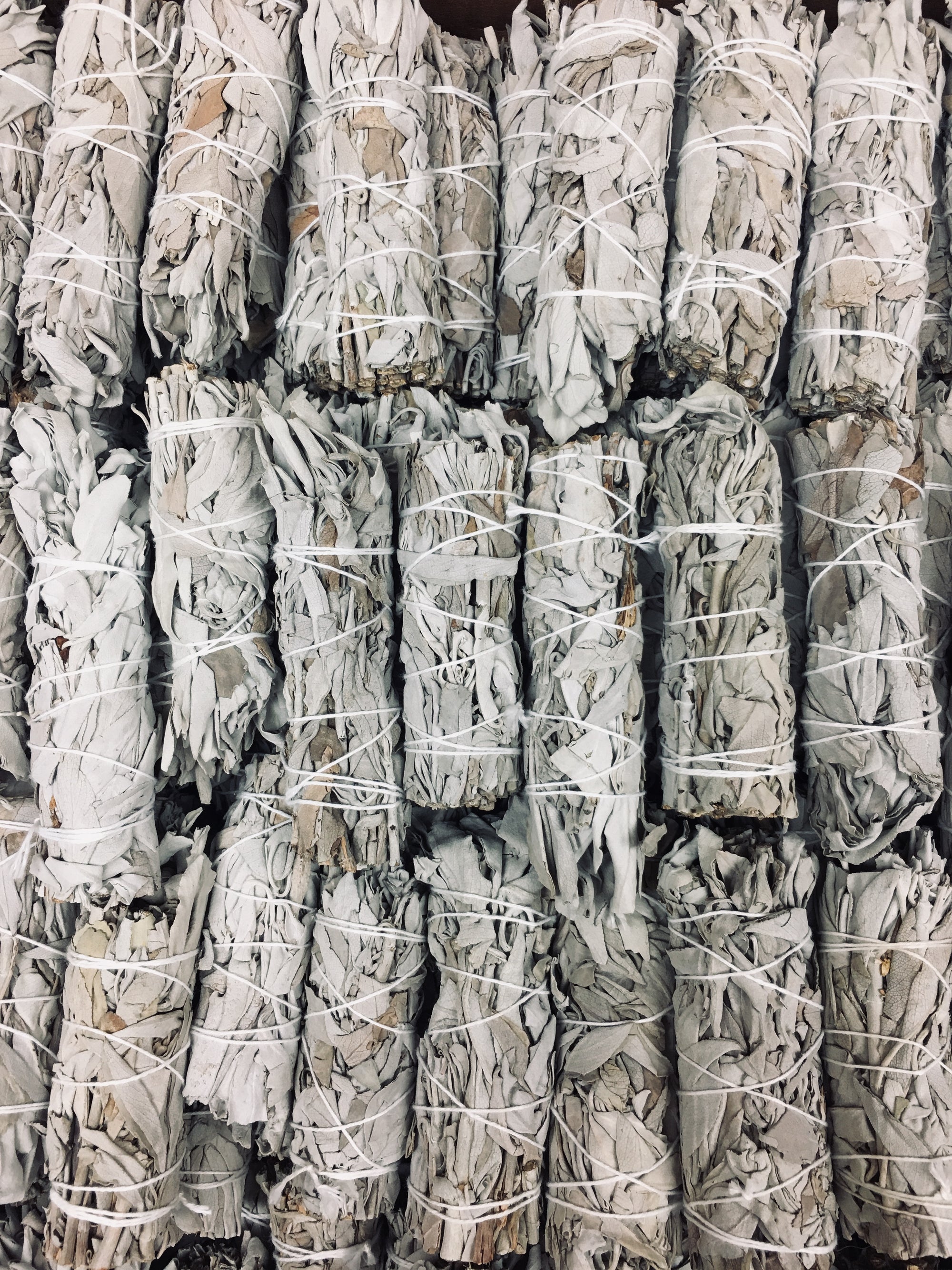 Bulk Box of 4" California White Sage - Choose from 50 or 100