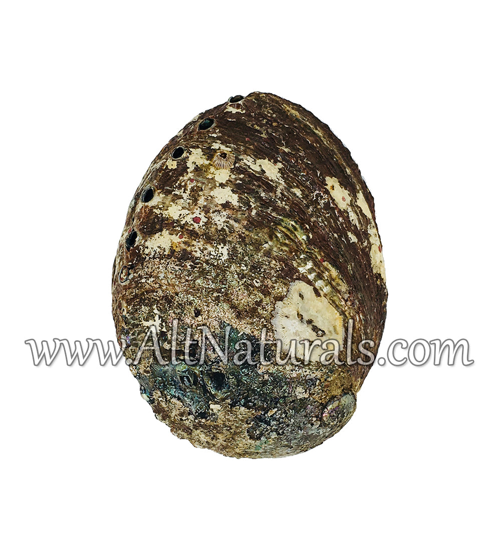 Abalone Shells for Smudging, Decoration, and More (4" - 7" Size)