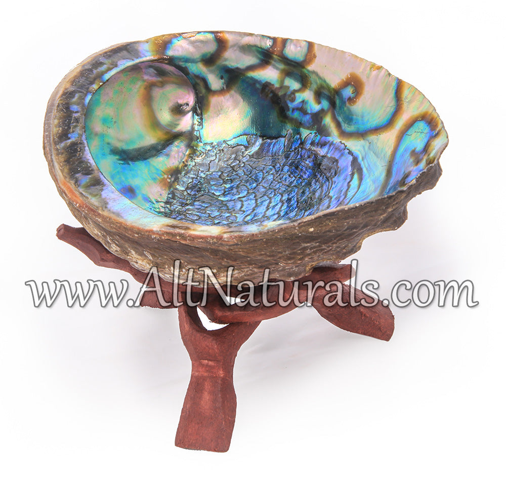 5"+ Hand-selected Premium Abalone Shell with 6" Wooden Cobra Stand