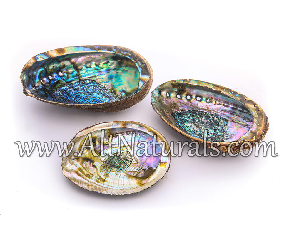 5"+ Hand-selected Premium Abalone Shell with 6" Wooden Cobra Stand