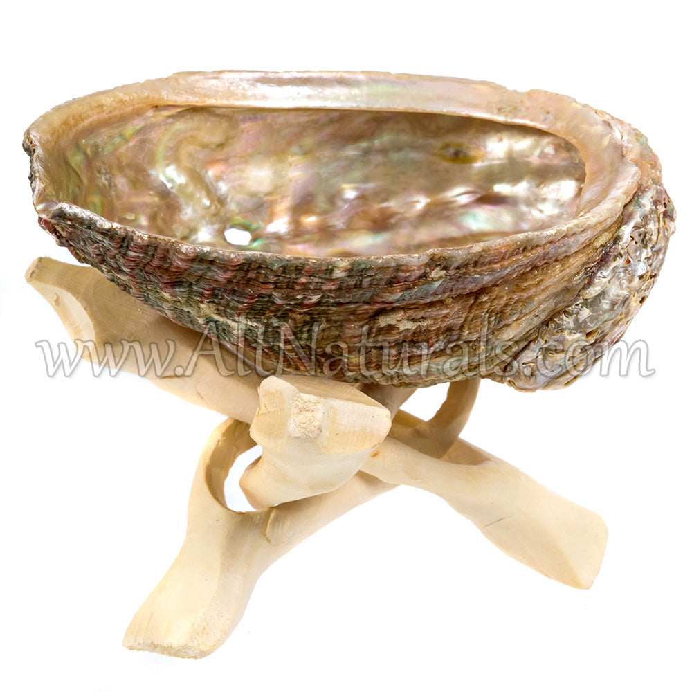 4" Mini Hand-selected Premium Abalone Shell with 4" Wooden Cobra Stand